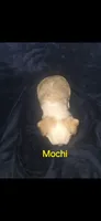 Mochi, a male Yorkshire Terrier for sale in Orlando, FL – 3 of 3