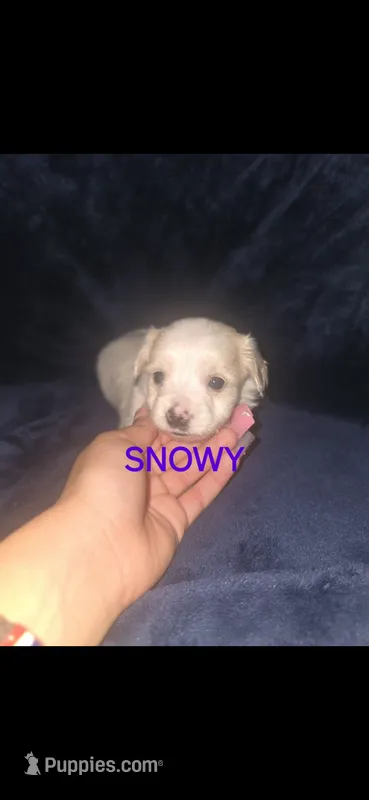 Snowy – Yorkshire Terrier puppy for sale in Orlando, FL