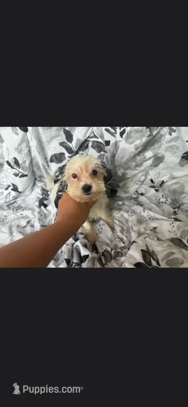 Lulu – Yorkshire Terrier puppy for sale in Orlando, FL