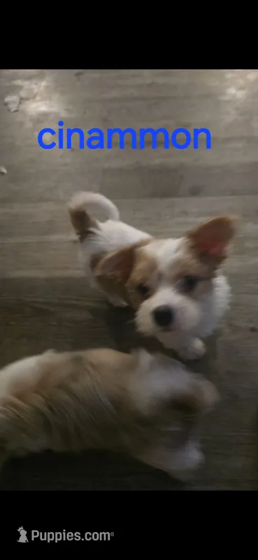 Cinnamon  – Yorkshire Terrier puppy for sale in Orlando, FL