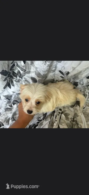 Pooh – Yorkshire Terrier puppy for sale in Orlando, FL