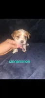 Cinnamon , a female Yorkshire Terrier for sale in Orlando, FL – 2 of 3