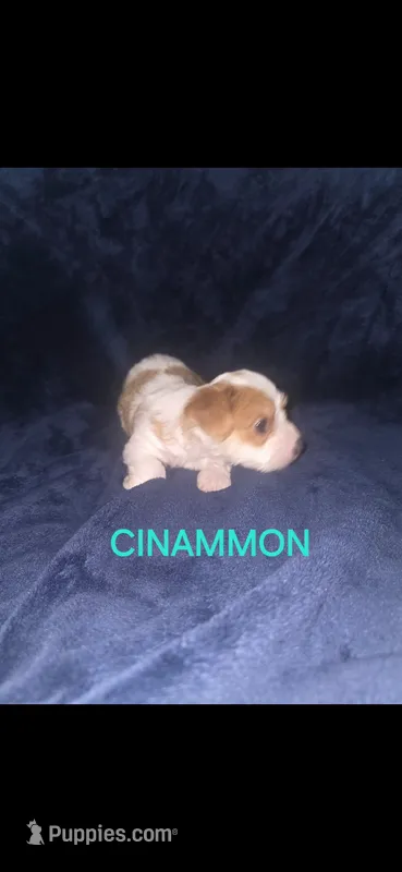 Cinnamon  – Yorkshire Terrier puppy for sale in Orlando, FL