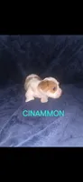 Cinnamon , a female Yorkshire Terrier for sale in Orlando, FL – 1 of 3