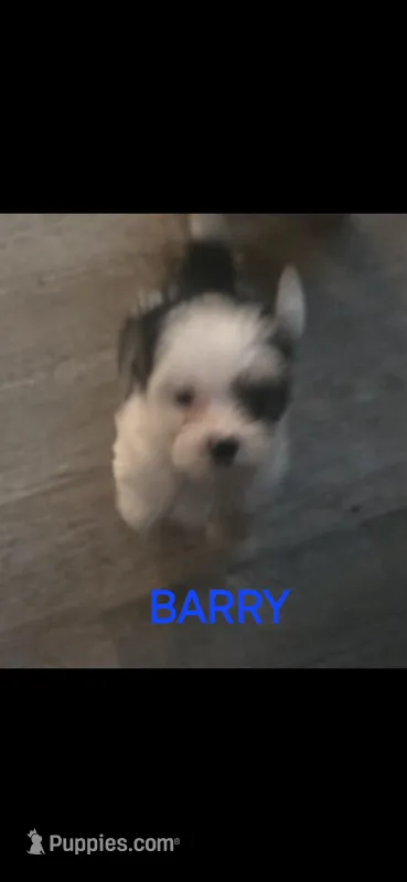 Barry – Yorkshire Terrier puppy for sale in Orlando, FL
