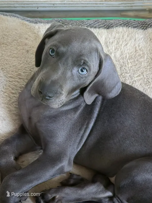 Blueberry – Weimaraner puppy for sale in Pico Rivera, CA
