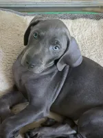 Blueberry, a female Weimaraner for sale in Pico Rivera, CA – 1 of 4