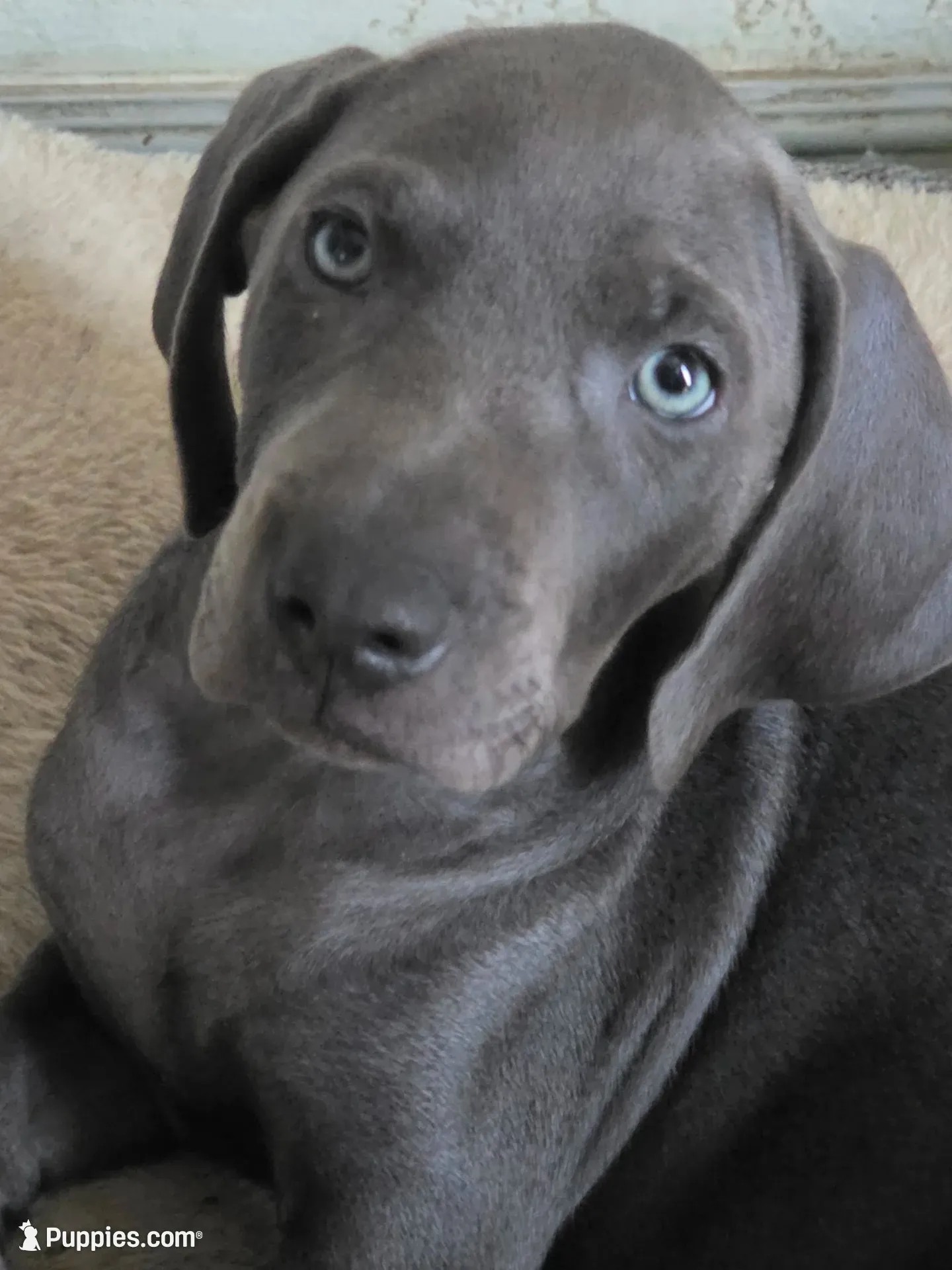 Blueberry, a female Weimaraner for sale in Pico Rivera, CA – 2 of 3