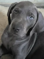 Blueberry, a female Weimaraner for sale in Pico Rivera, CA – 3 of 4