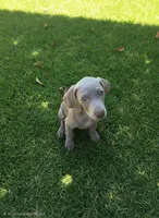 Mamas, a female Weimaraner for sale in Pico Rivera, CA – 1 of 2