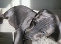 Buffy, a female Weimaraner for sale in Pico Rivera, CA – 3 of 5