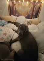 Buffy, a female Weimaraner for sale in Pico Rivera, CA – 4 of 5
