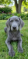Ryder, a male Weimaraner for sale in Pico Rivera, CA – 1 of 1
