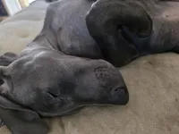Buffy, a female Weimaraner for sale in Pico Rivera, CA – 5 of 5