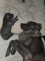 Blueberry, a female Weimaraner for sale in Pico Rivera, CA – 4 of 4