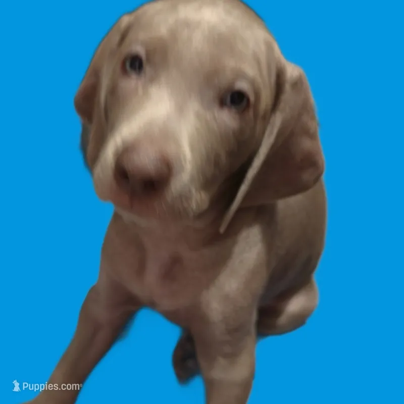 Sweetie – Weimaraner puppy for sale in Pico Rivera, CA