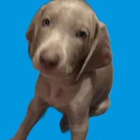 Sweetie, a female Weimaraner for sale in Pico Rivera, CA – 1 of 1