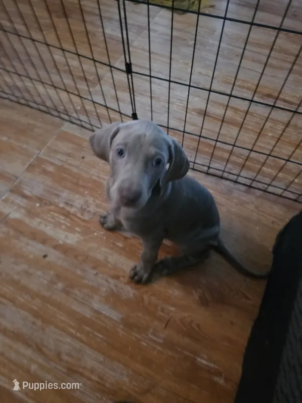 Mamas – Weimaraner puppy for sale in Pico Rivera, CA