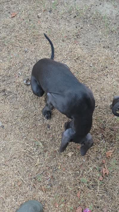 Baby, a female Weimaraner for sale in Pico Rivera, CA – 6 of 6