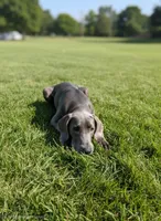 Luxy, a female Weimaraner for sale in Pico Rivera, CA – 1 of 1