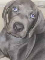 Blueberry, a female Weimaraner for sale in Pico Rivera, CA – 2 of 4