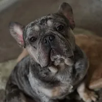 Shadow, a male French Bulldog for sale in Atlanta, GA – Photo 1 of 4