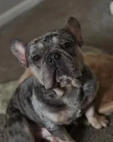 Shadow, a male French Bulldog for sale in Atlanta, GA – Photo 1 of 4