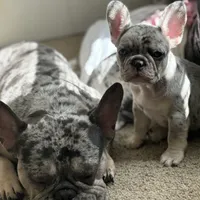 Shadow, a male French Bulldog for sale in Atlanta, GA – Photo 3 of 4