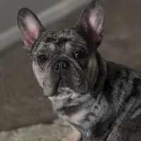 Shadow, a male French Bulldog for sale in Atlanta, GA – Photo 2 of 4