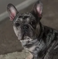 Shadow, a male French Bulldog for sale in Atlanta, GA – Photo 2 of 4