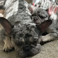 Shadow, a male French Bulldog for sale in Atlanta, GA – Photo 4 of 4