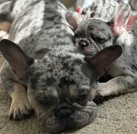 Shadow, a male French Bulldog for sale in Atlanta, GA – Photo 4 of 4