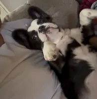 June, a female French Bulldog for sale in Atlanta, GA – Photo 2 of 4