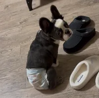 June, a female French Bulldog for sale in Atlanta, GA – Photo 1 of 4