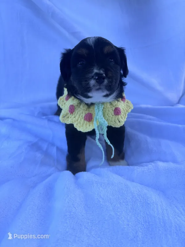 Mochi – Miniature Australian Shepherd puppy for sale in Gilroy, CA