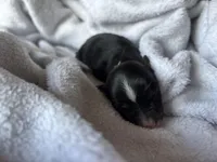 Mochi, a female Miniature Australian Shepherd for sale in Gilroy, CA – Photo 2 of 7