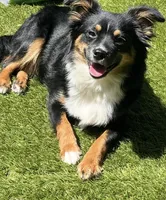 Mochi, a female Miniature Australian Shepherd for sale in Gilroy, CA – Photo 7 of 7