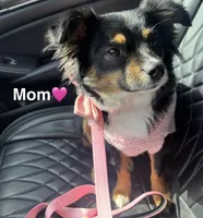 Mochi, a female Miniature Australian Shepherd for sale in Gilroy, CA – Photo 6 of 7