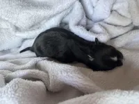 Mochi, a female Miniature Australian Shepherd for sale in Gilroy, CA – Photo 3 of 7