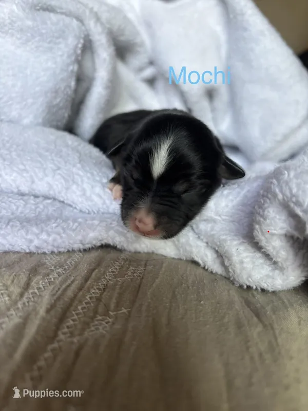 Mochi – Miniature Australian Shepherd puppy for sale in Gilroy, CA