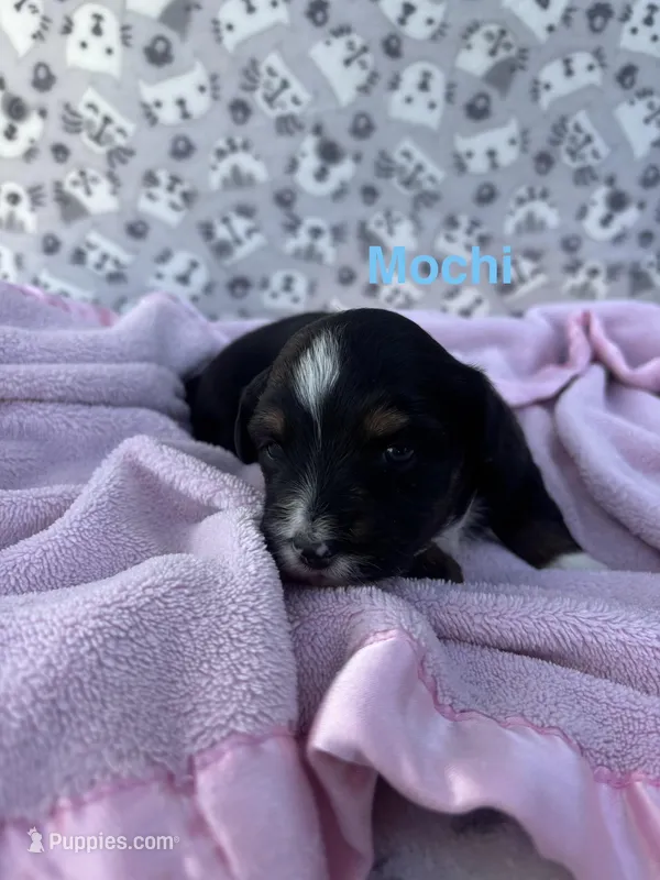 Mochi – Miniature Australian Shepherd puppy for sale in Gilroy, CA