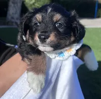 Momo, a female Miniature Australian Shepherd for sale in Gilroy, CA – 3 of 9
