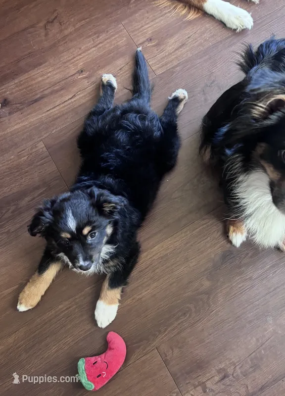Mochi – Miniature Australian Shepherd puppy for sale in Gilroy, CA