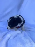 Kenji, a male Miniature Australian Shepherd for sale in Gilroy, CA – 3 of 6