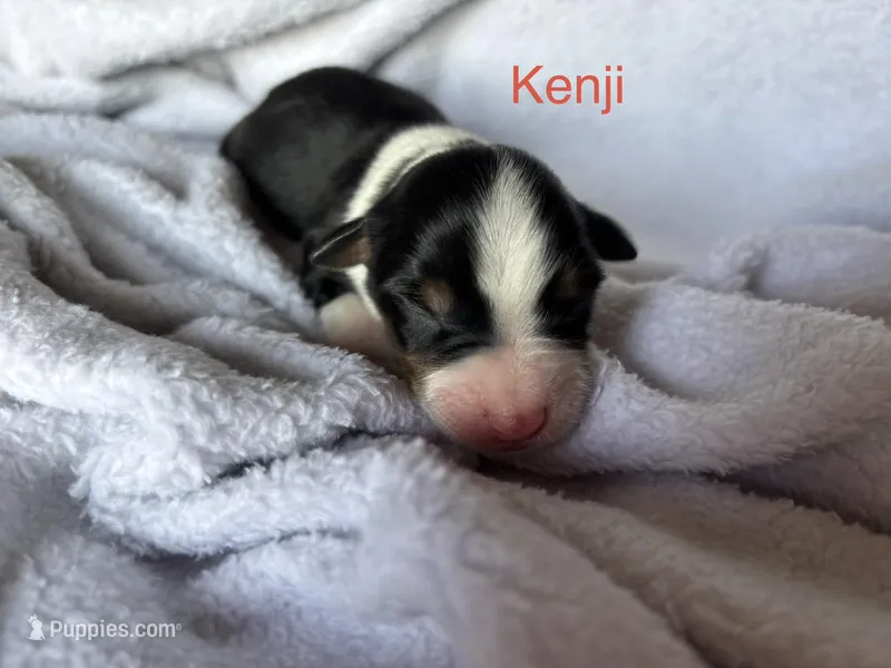 Kenji – Miniature Australian Shepherd puppy for sale in Gilroy, CA