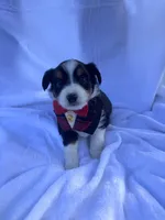 Kenji, a male Miniature Australian Shepherd for sale in Gilroy, CA – 1 of 6