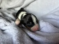 Kenji, a male Miniature Australian Shepherd for sale in Gilroy, CA – Photo 2 of 7