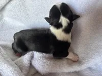 Kenji, a male Miniature Australian Shepherd for sale in Gilroy, CA – Photo 3 of 7