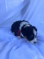 Kenji, a male Miniature Australian Shepherd for sale in Gilroy, CA – 4 of 6
