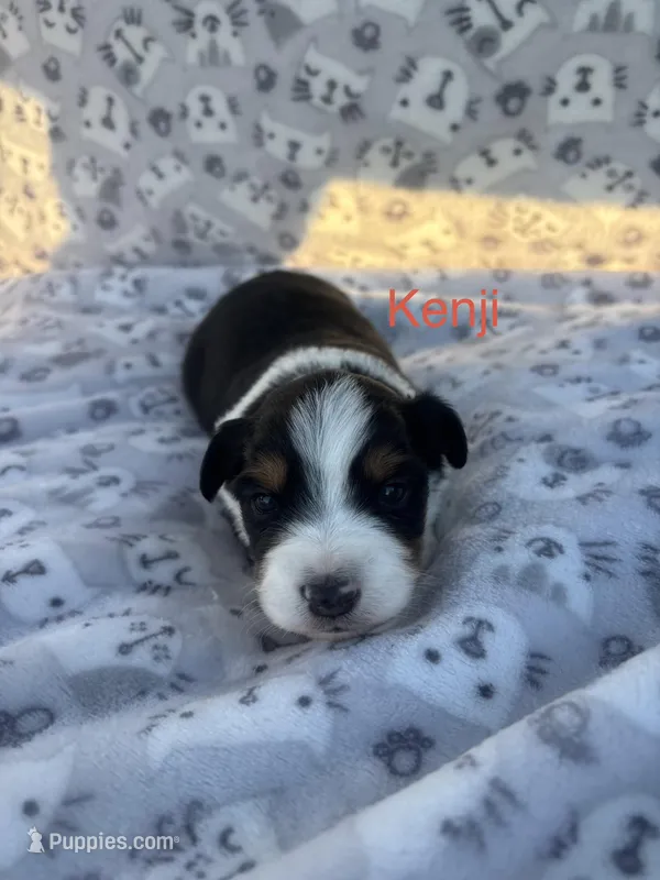 Kenji – Miniature Australian Shepherd puppy for sale in Gilroy, CA